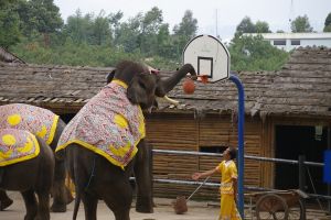 basketball fundamentals